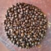 roasted coffee beans robusta